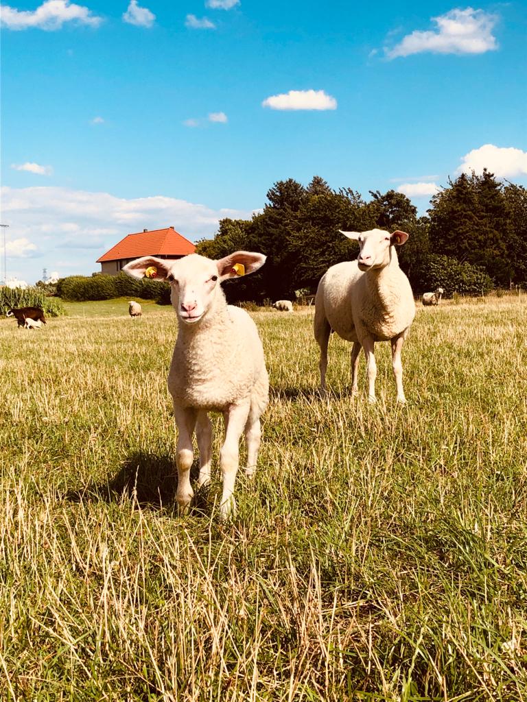 Osterlammzeit, Frühling und Lammbraten