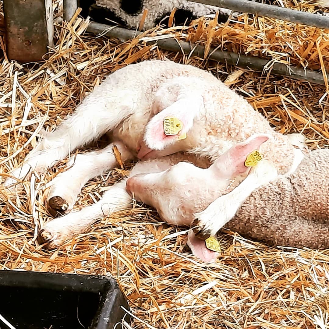 Osterzeit ist Lammzeit: das Jahr beginnt
